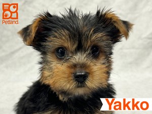 Yorkshire-Terrier-DOG-Male-4542484