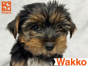 Yorkshire-Terrier-DOG-Male-4542480