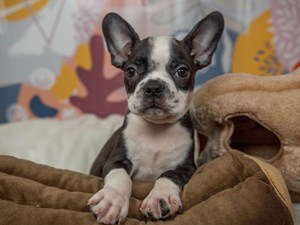 Boston Terrier-DOG-Male-Black Brindle and White-