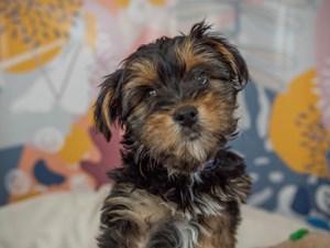 Yorkshire Terrier-DOG-Male-Black and Tan-