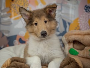 Collie-DOG-Female-Sable and White-4541101