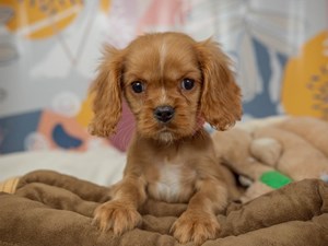 Cavalier King Charles-DOG-Male-ruby-4542631