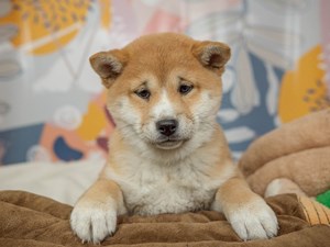 Shiba Inu-DOG-Female-rd sesame-4542365