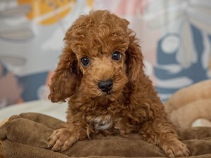 Poodle-DOG-Male-rd-4542235