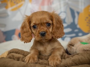 Cavalier King Charles-DOG-Male-ruby-4542632