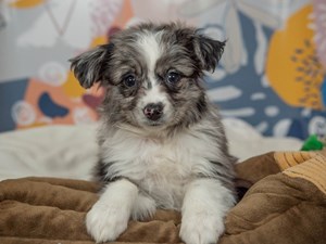 Mini Aussie-DOG-Female-bl mrl w/wh-4542944