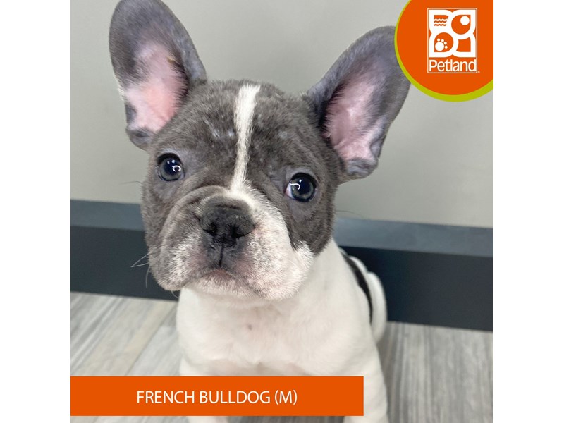 French Bulldog - 950 Image #2