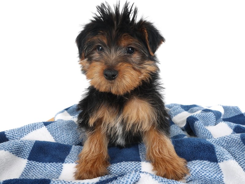 [#14047] Black/Tan Male Yorkshire Terrier Puppies For Sale #1