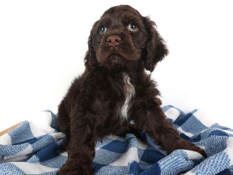 [#14041] Chocolate Male Cocker Spaniel Puppies For Sale #1