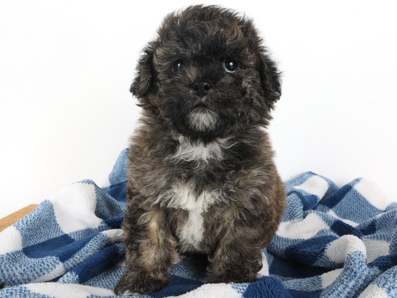 [#14039] Sable Male Shihpoo Puppies For Sale #1
