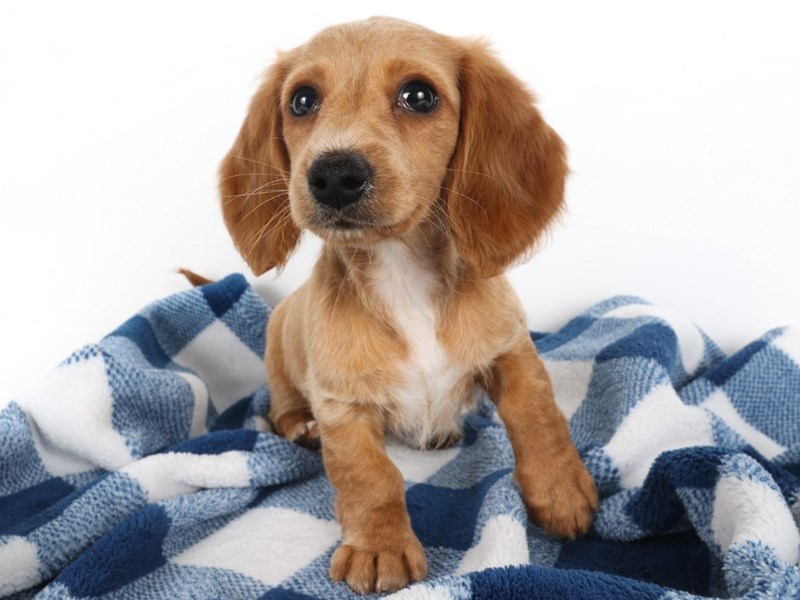 [#14038] Cream Female Dachshund Puppies For Sale #2