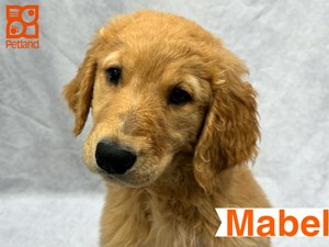 Golden-Retriever-DOG-Female-4542507