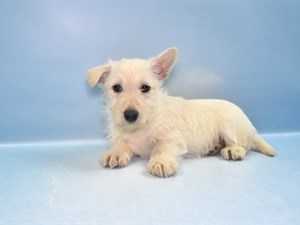Scottish-Terrier-DOG-Female-4549966