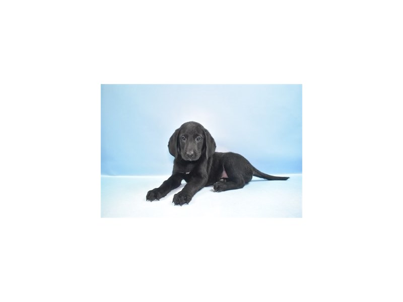 Labrador Retriever - 22396 Image #2