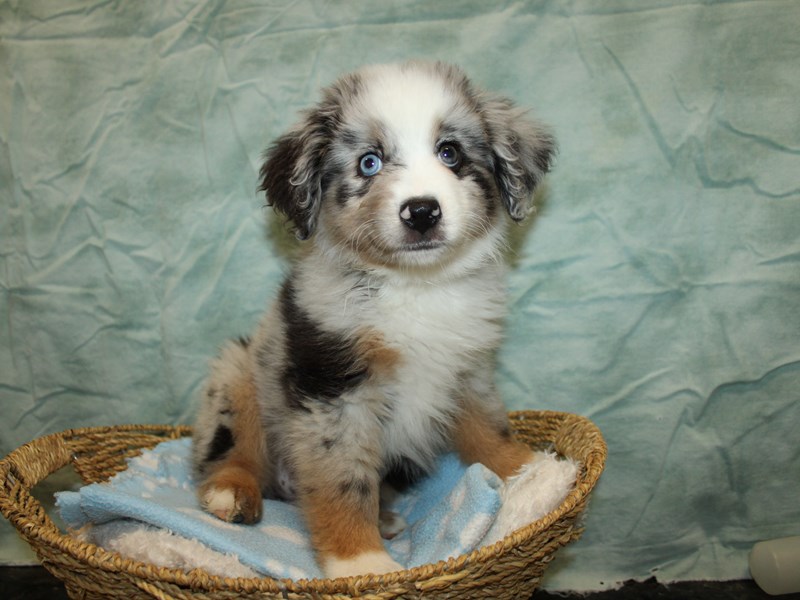 Puppy Blue Merle White And Tan Id:249183 Located At Petland Dalton, Georgia