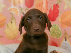 Labrador Retriever-DOG-Female-choc-4545325