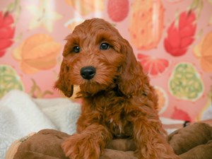 Mini Labradoodle-DOG-Male-Red-4550589