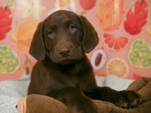 Labrador Retriever-DOG-Female-choc-4545323