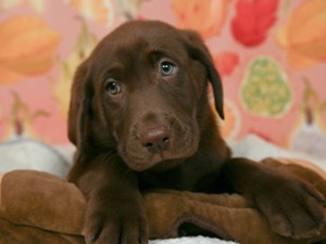 Labrador Retriever-DOG-Female-choc-4545324