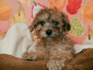 Mini Goldendoodle-DOG-Female-choc mrl-4550511