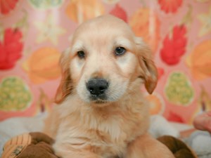 Golden Retriever-DOG-Female-gldn-4550615