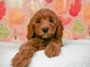 Cockapoo-DOG-Male-Red w/wh mrks-4550817