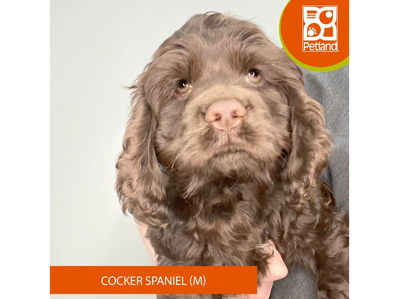 Cocker Spaniel - 955 Image #2
