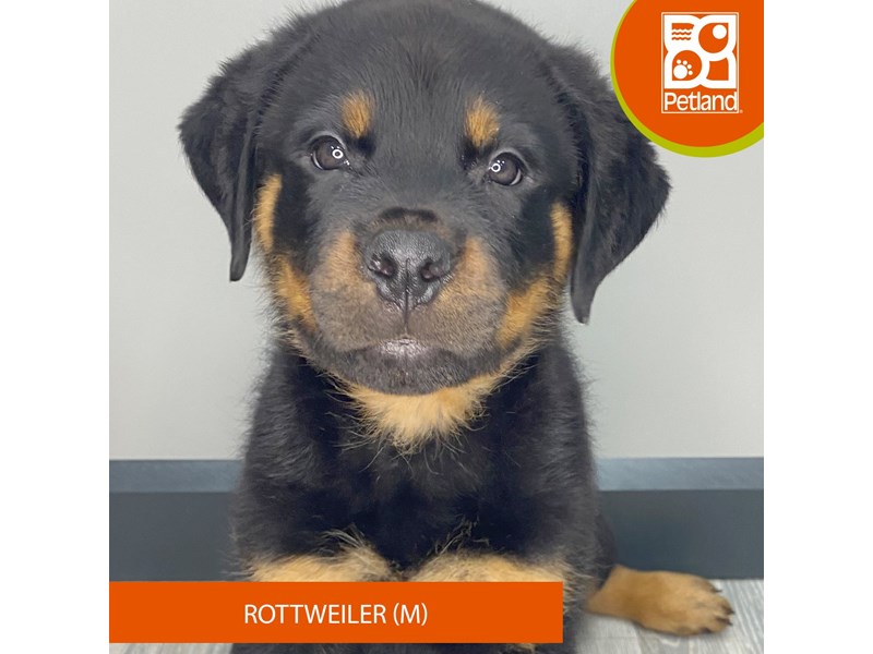 Rottweiler - 946 Image #2