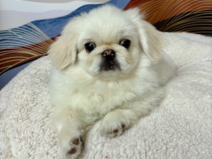 Pekingese-DOG-Male-Cream-4457760