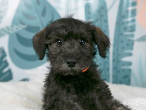 Schnoodle-DOG-Male-Sable-4489219