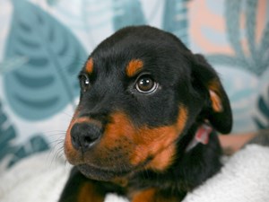 Rottweiler-DOG-Female-Black and Mahogany-