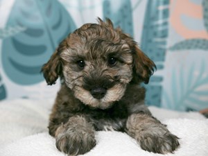 Schnoodle-DOG-Male-Sable-4489220