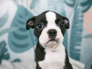Boston Terrier-DOG-Female-blk & wh-4558449