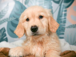Golden Retriever-DOG-Female-golden-4558140