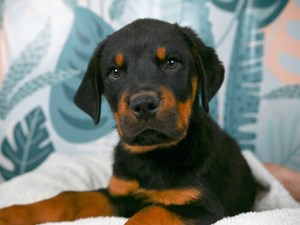 Rottweiler-DOG-Male-Black and Mahogany-