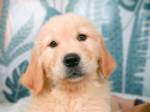 Golden Retriever-DOG-Female-golden-