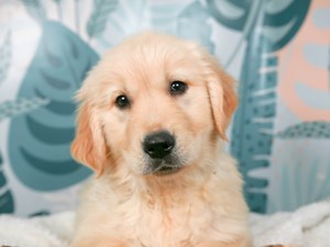 Golden Retriever-DOG-Female-golden-4558137