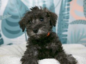 Schnoodle-DOG-Female-Sable-