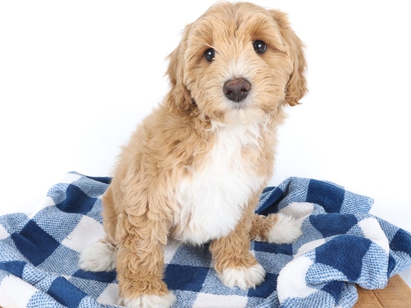 [#14055] Apricot Female Miniature Bernedoodle Puppies For Sale #1