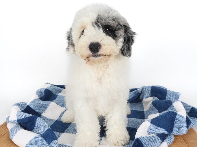 [#14056] Blue Merle Female Miniature Bernedoodle Puppies For Sale #1
