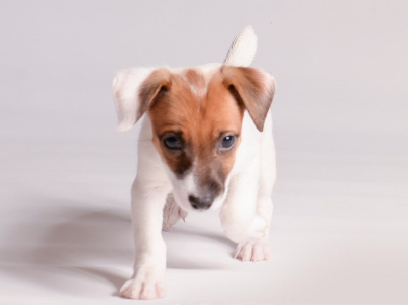 Jack Russell Terrier - 20862 Image #2