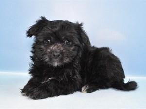 Havanese-DOG-Female-4564995