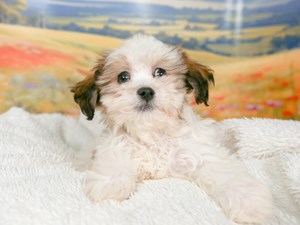 Teddy Bear-DOG-Female-brown and White-