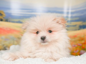 Pomeranian-DOG-Female-cr-