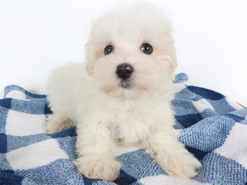 [#14060] White Male Maltese Puppies For Sale #1