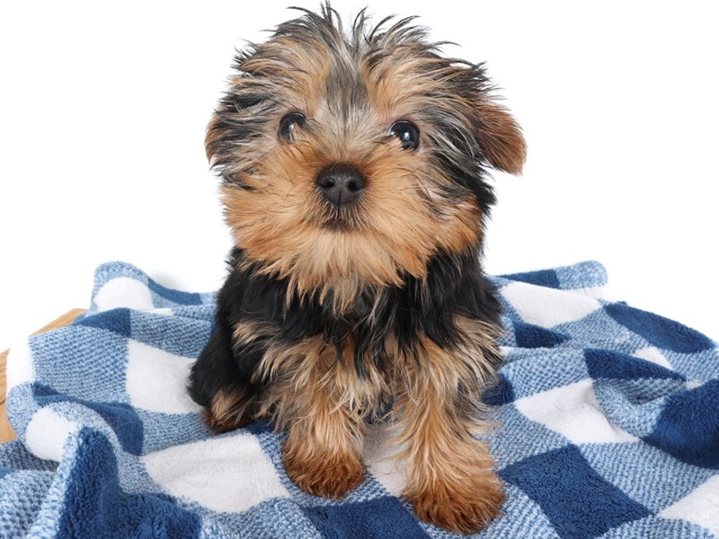 [#14061] Black/Tan Female Yorkshire Terrier Puppies For Sale #1