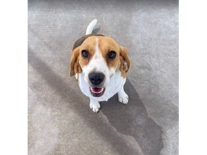 Beagle-DOG-Female-tri-3870324