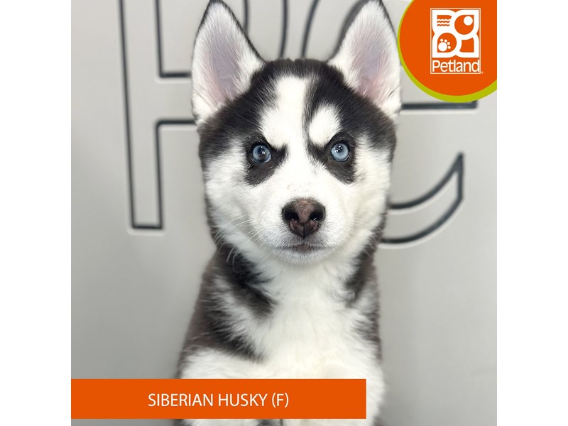 Siberian Husky - 962 Image #2