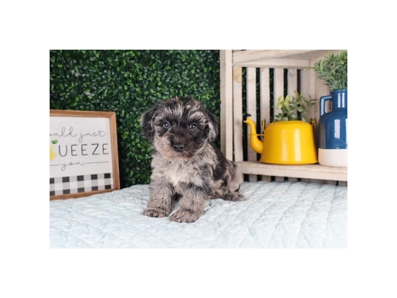 [#14067] Blue Merle Male Schnoodle Puppies For Sale #1