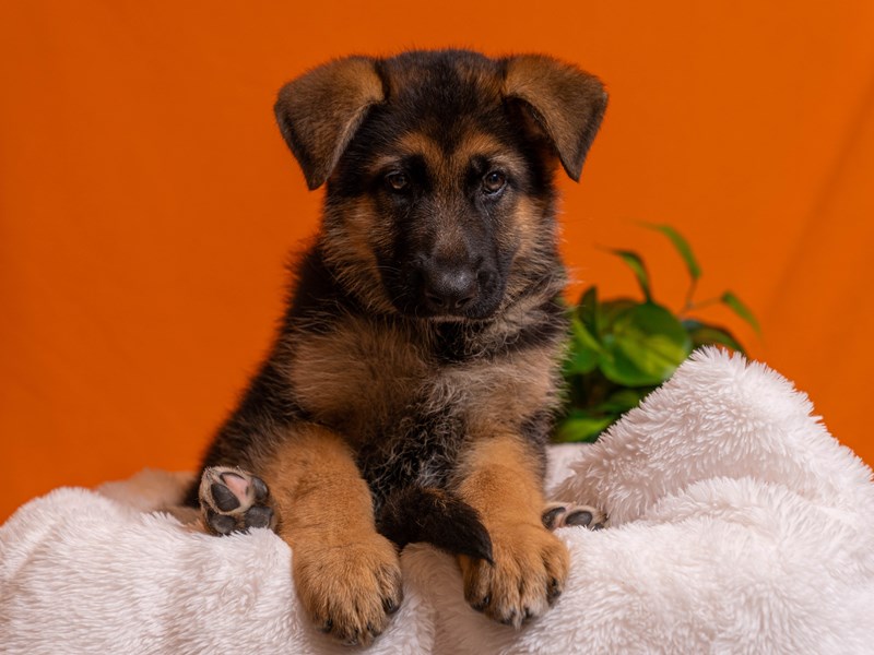 German Shepherd DOG Black / Red ID:4568819 Located at PetCenter Old Bridge